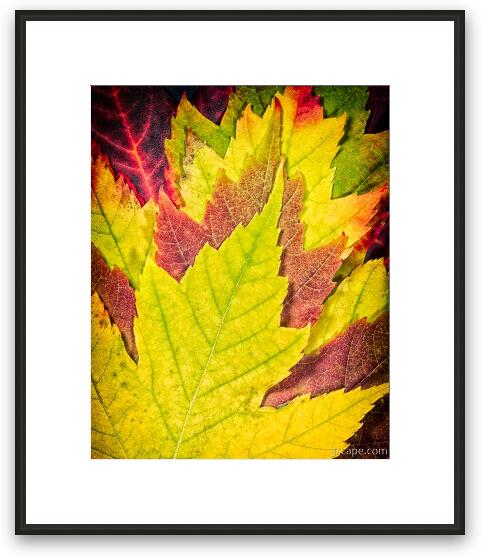 Autumn Maple Leaves Framed Fine Art Print