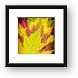 Autumn Maple Leaves Framed Print