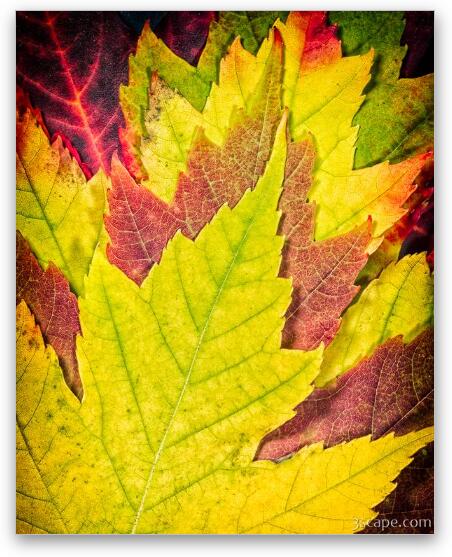 Autumn Maple Leaves Fine Art Metal Print
