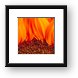 Gerbera on Fire Framed Print