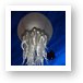 Giant Jellyfish (T-Rex restaurant) Art Print