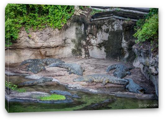 Salt Water Crocodiles Fine Art Canvas Print