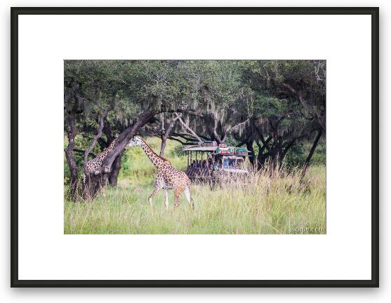 Giraffes on Safari Framed Fine Art Print