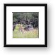 Giraffes on Safari Framed Print