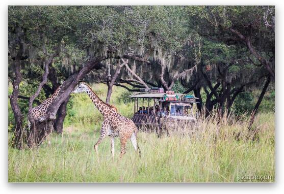 Giraffes on Safari Fine Art Metal Print