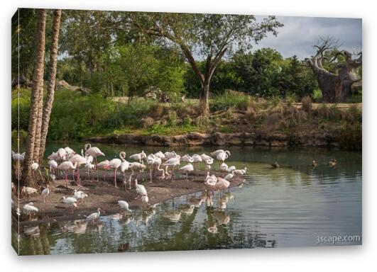Flamingo Pond Fine Art Canvas Print