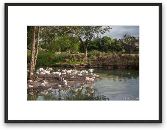Flamingo Pond Framed Fine Art Print