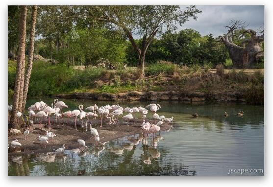 Flamingo Pond Fine Art Metal Print