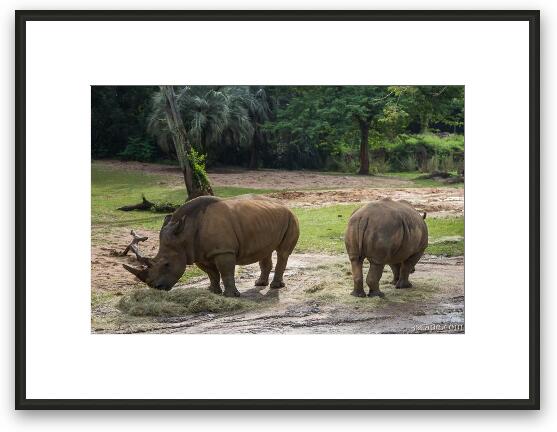 White Rhinos Framed Fine Art Print