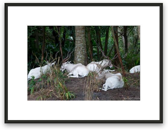 Addax - White Antelope Framed Fine Art Print