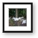 Addax - White Antelope Framed Print