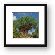 Tree of Life Framed Print
