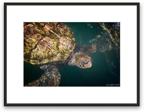 Sea Turtle Framed Fine Art Print