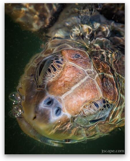 Sea Turtle Fine Art Metal Print
