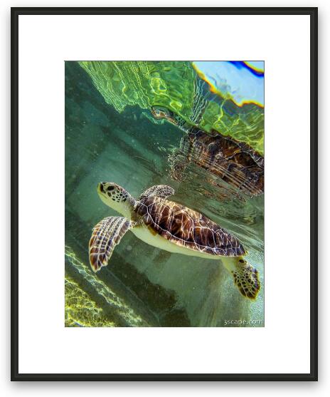 Baby Sea Turtle Framed Fine Art Print