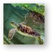 Baby Sea Turtle Metal Print