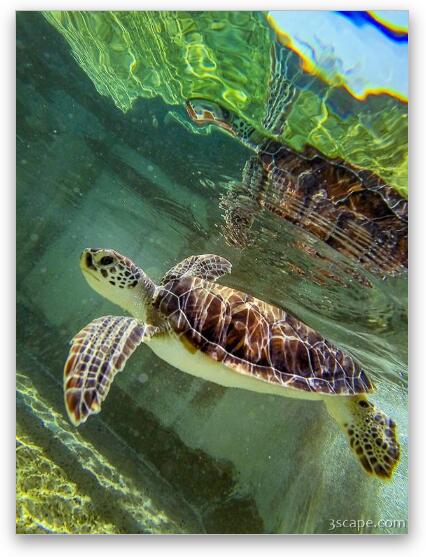 Baby Sea Turtle Fine Art Print