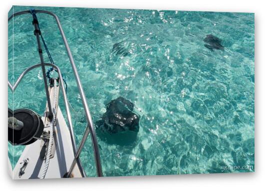 Stingrays in the water Fine Art Canvas Print