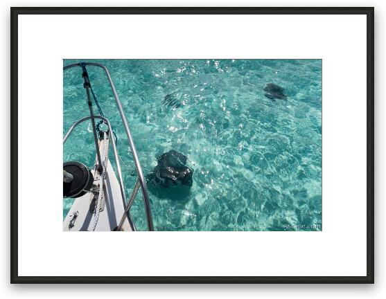 Stingrays in the water Framed Fine Art Print
