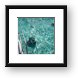 Stingrays in the water Framed Print