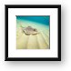 Stingray on the Sandy Bottom Framed Print