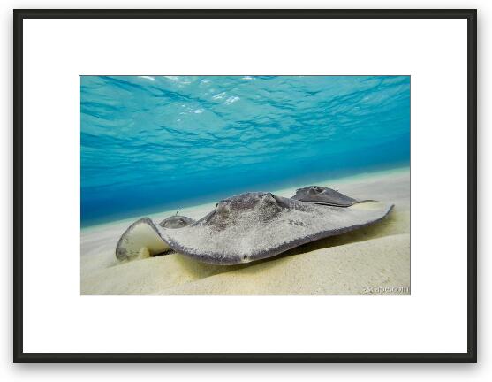 Stingrays Under Water Framed Fine Art Print
