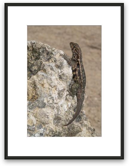 Lizard Framed Fine Art Print