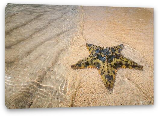 Starfish on the beach at Starfish Point Fine Art Canvas Print