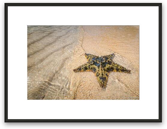 Starfish on the beach at Starfish Point Framed Fine Art Print
