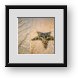 Buy Framed Print