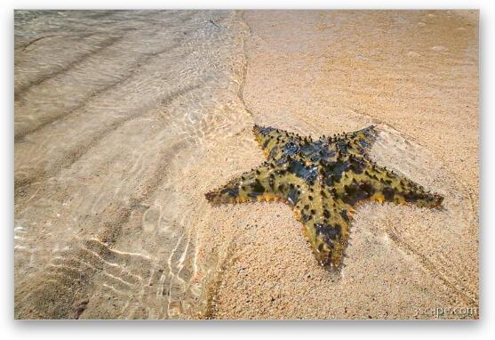 Starfish on the beach at Starfish Point Fine Art Metal Print