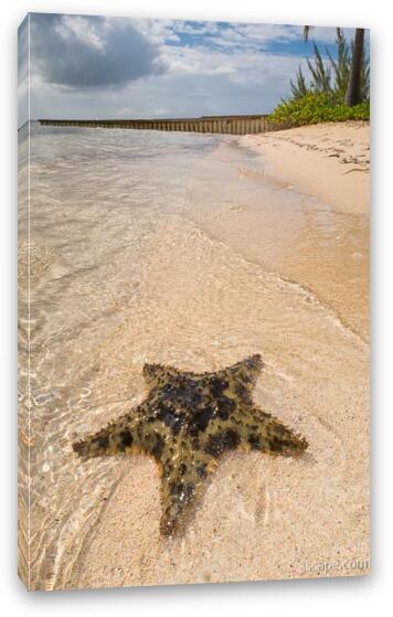 Starfish on the beach at Starfish Point Fine Art Canvas Print