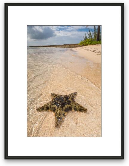 Starfish on the beach at Starfish Point Framed Fine Art Print
