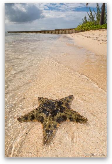 Starfish on the beach at Starfish Point Fine Art Metal Print