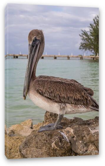 Resident pelican at Rum Point Fine Art Canvas Print