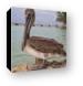 Resident pelican at Rum Point Canvas Print