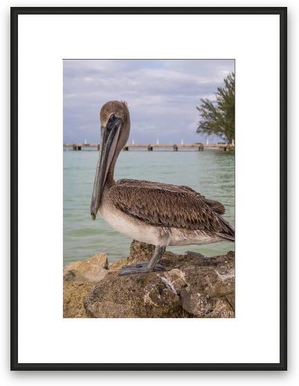 Resident pelican at Rum Point Framed Fine Art Print