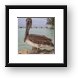Resident pelican at Rum Point Framed Print