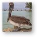 Resident pelican at Rum Point Metal Print
