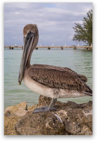 Resident pelican at Rum Point Fine Art Print