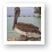 Resident pelican at Rum Point Art Print